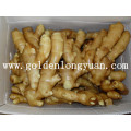 Golden Supplier Fresh Ginger (150g and up)